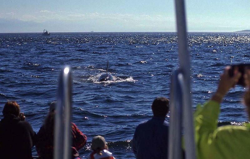 1998-07 Orcas Island 26 Whale Watching.jpg
